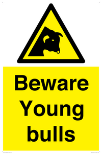 Beware Young bulls